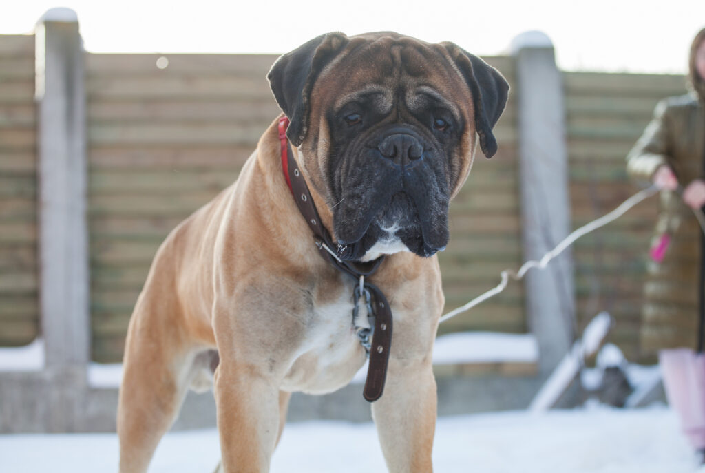 Bullmastiff dog