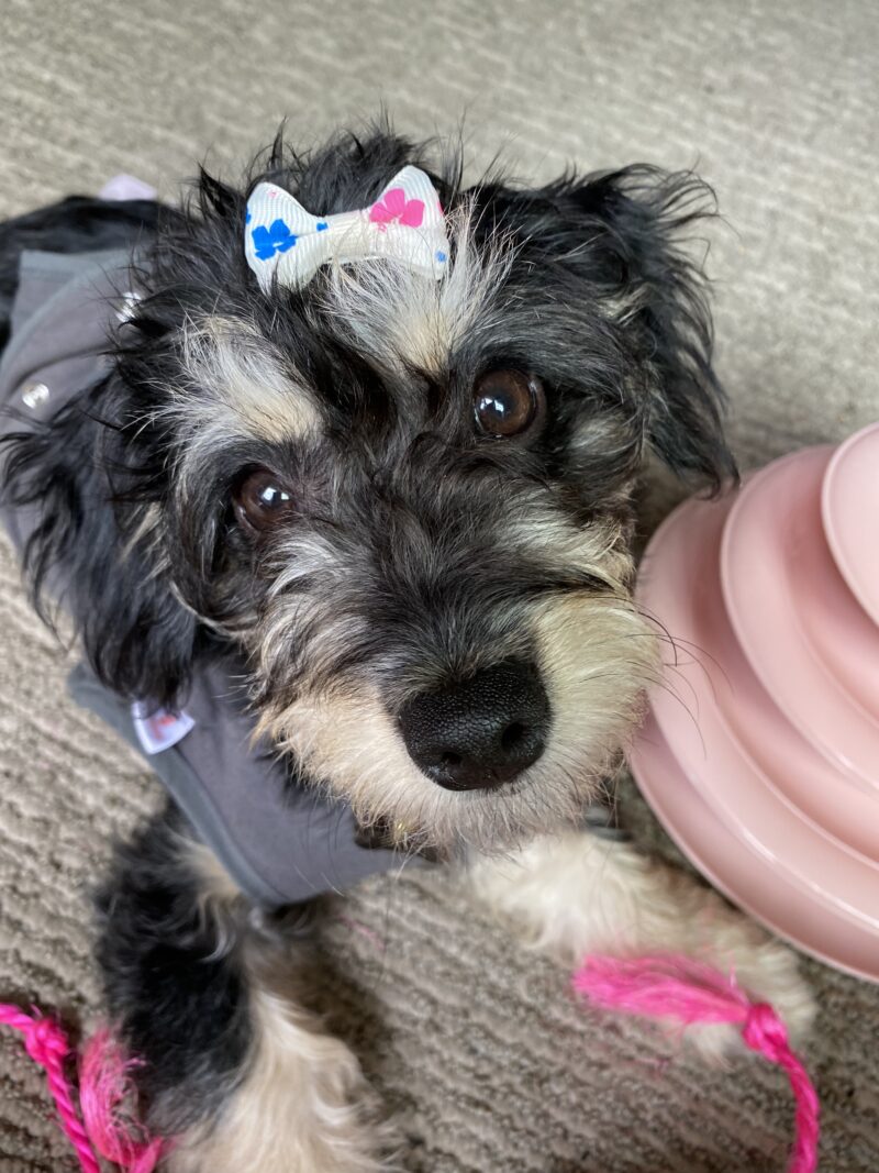 National Rescue Dog Day in the United States of America