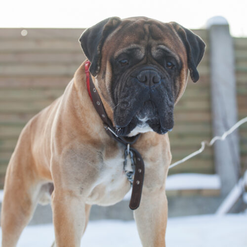 Gentle Giants: A Guide to Big Dog Breeds for Loving Homes