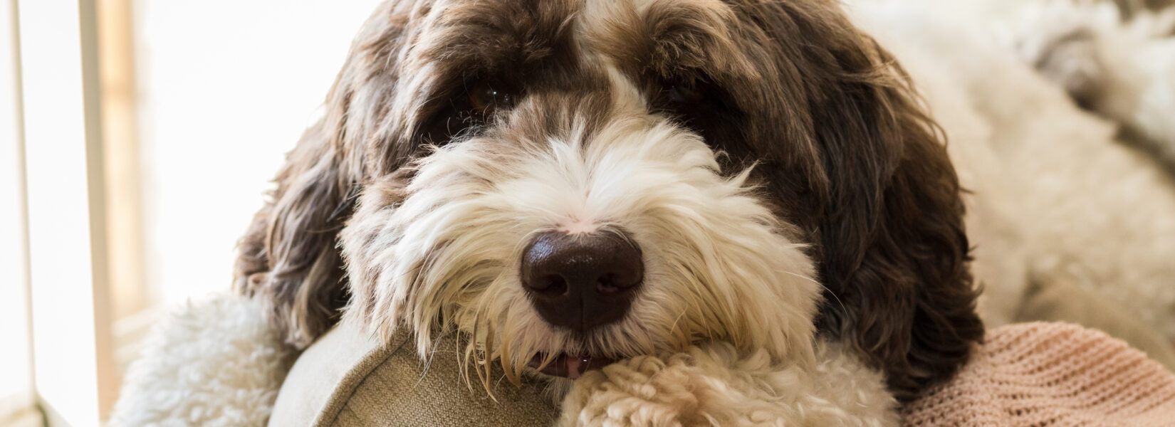 The Doodle Craze: A Look at Their History