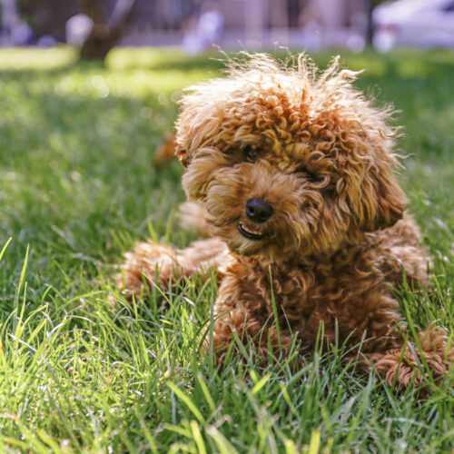 Embracing Small Fluffy Breeds and Mixed Breeds