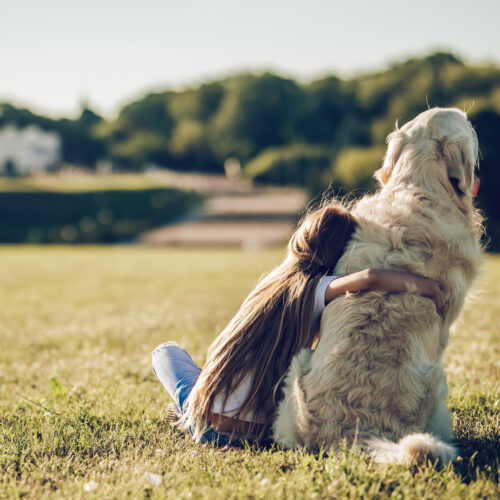 Top Family Dogs: Finding Your Perfect Purebred or Mixed Breed