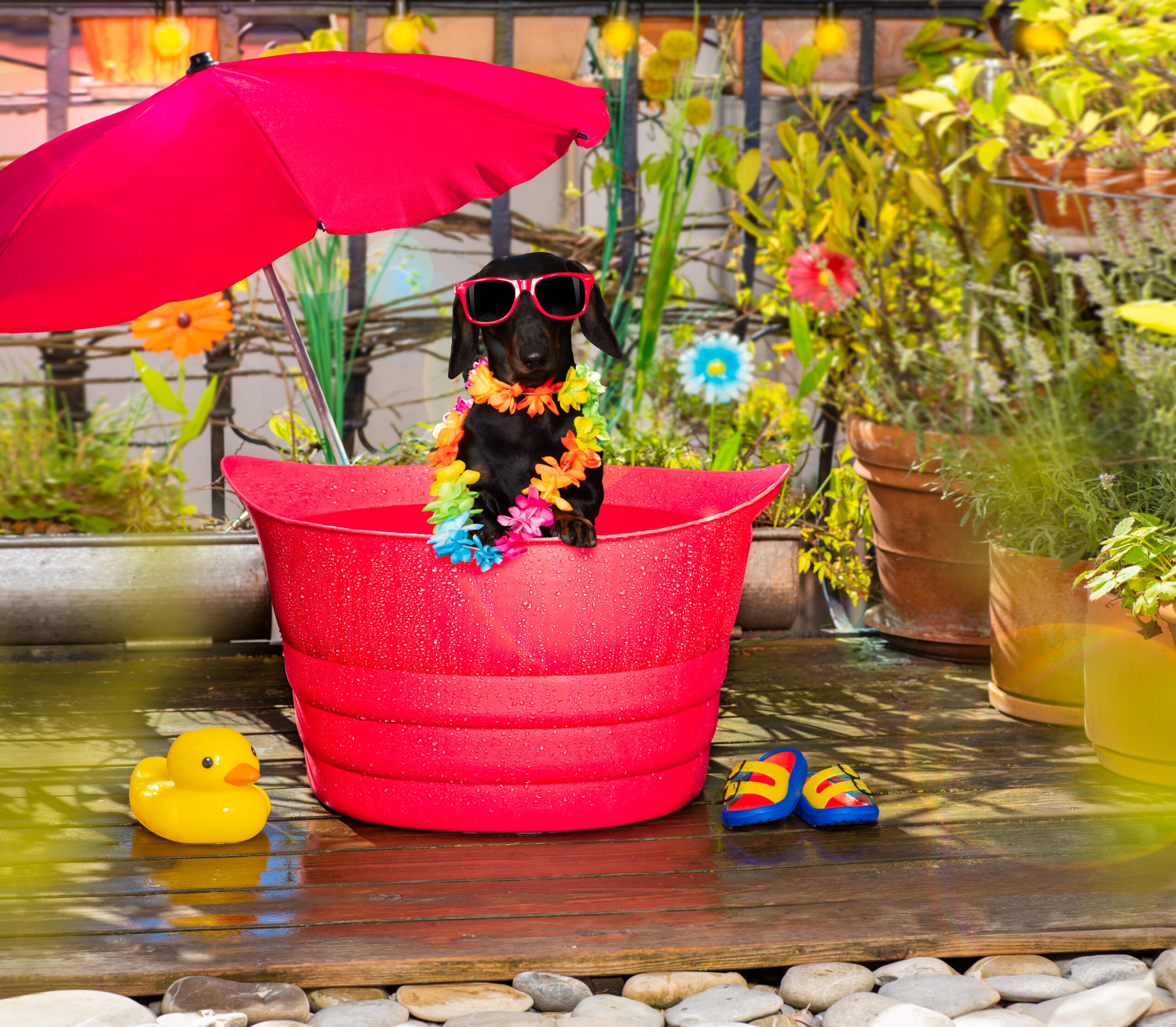 Cool Off This Summer: Creative Dog Pool Ideas for Apartment Dogs