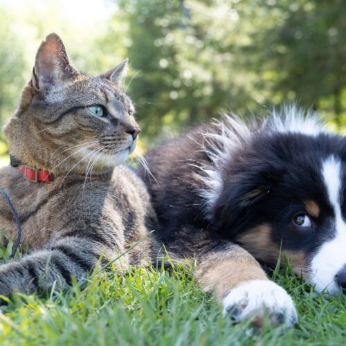 A Closer Look at Dog and Cat Welfare in America