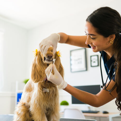 Dog Teeth Cleaning: Exploring Anesthetic and Non-Anesthetic Options