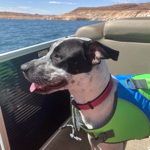 A Guide to Lake and River Camping with Your Dog