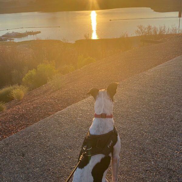 Camping Essentials when Adventuring with Your Dog