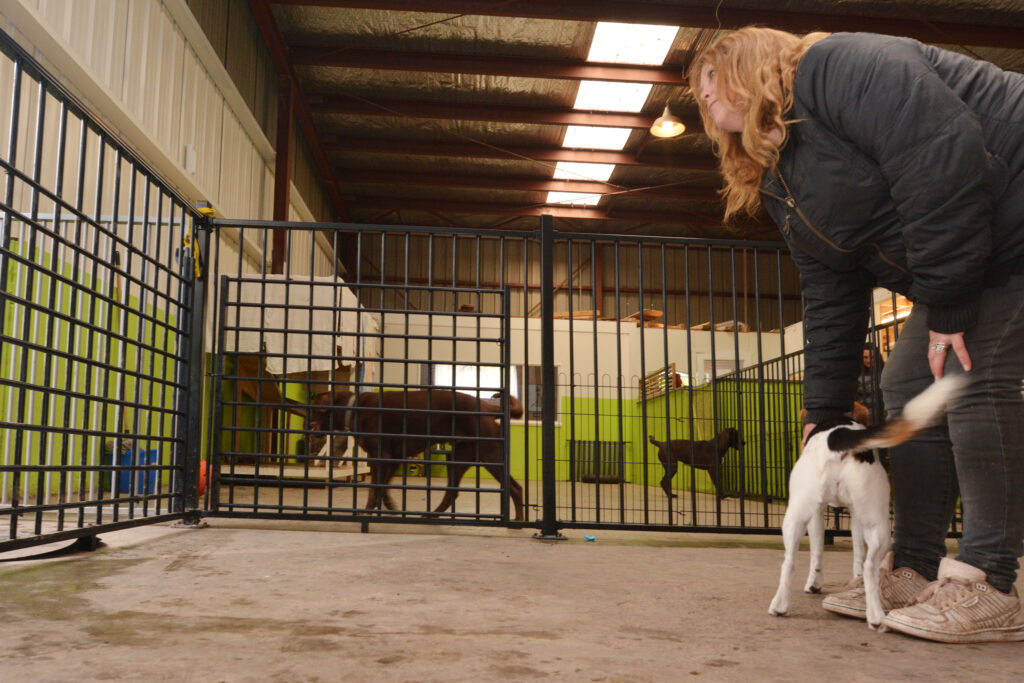 pet boarding when traveling