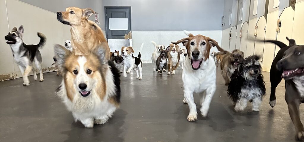 Dog socializing at daycare