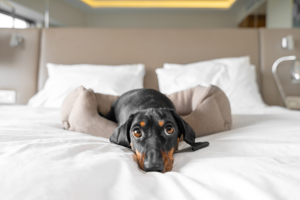 pet friendly hotels