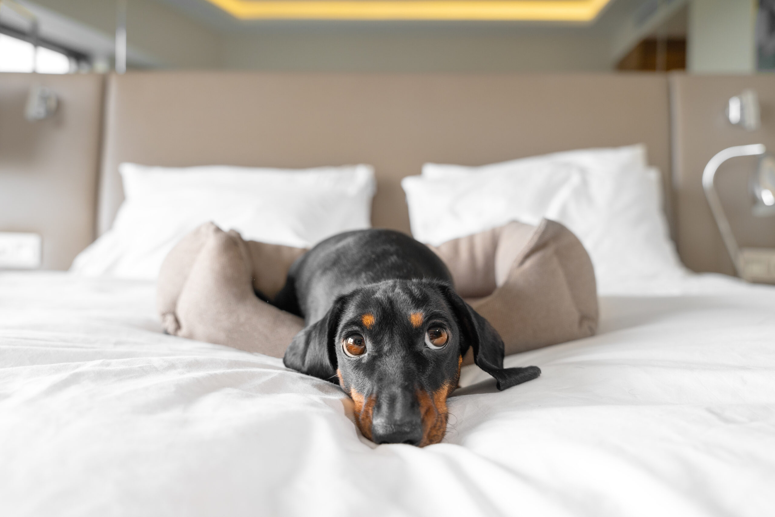 Southern & Central California: Dog-friendly hotels that go the extra mile