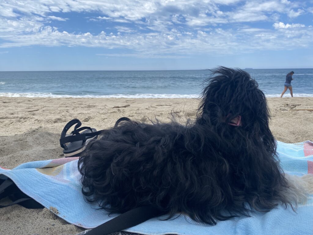 at the beach with your dog