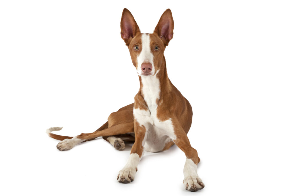 Podenco