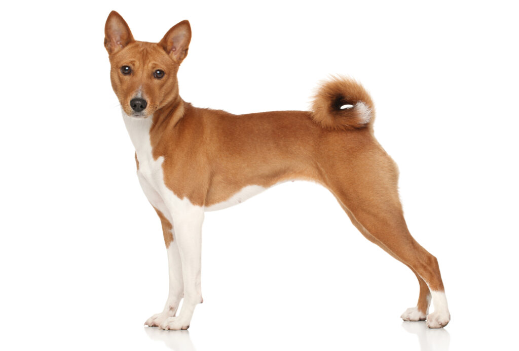 dog basenji