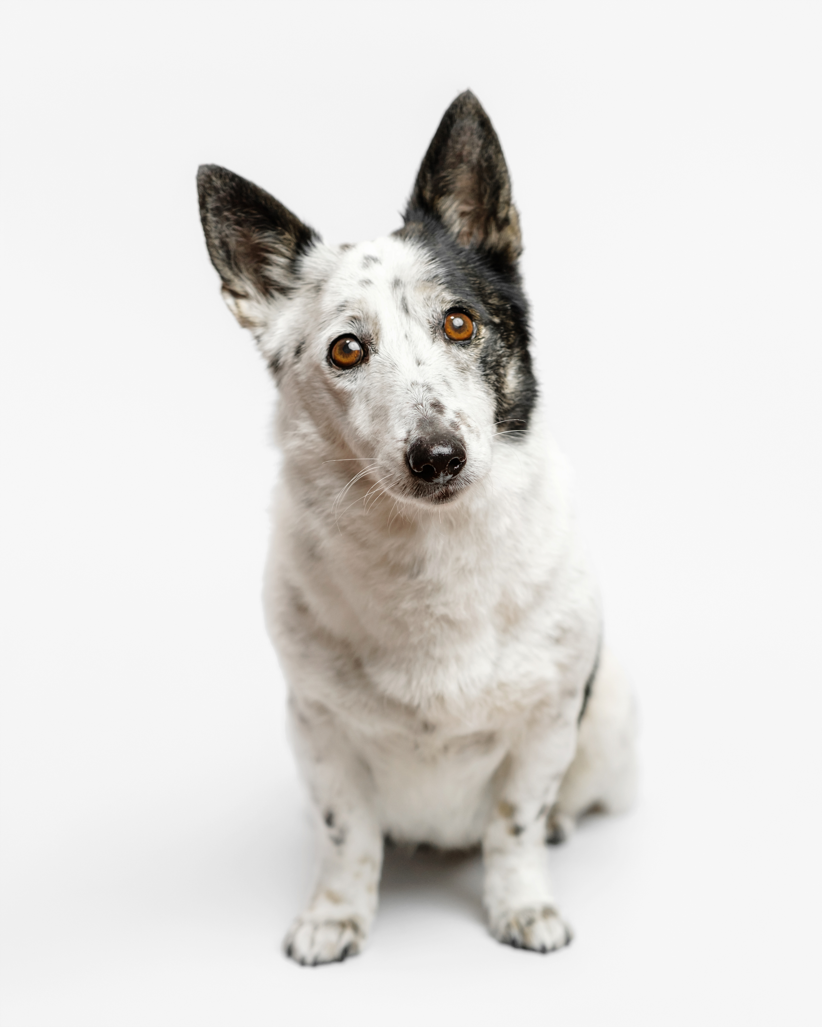 mixed blue heeler dog