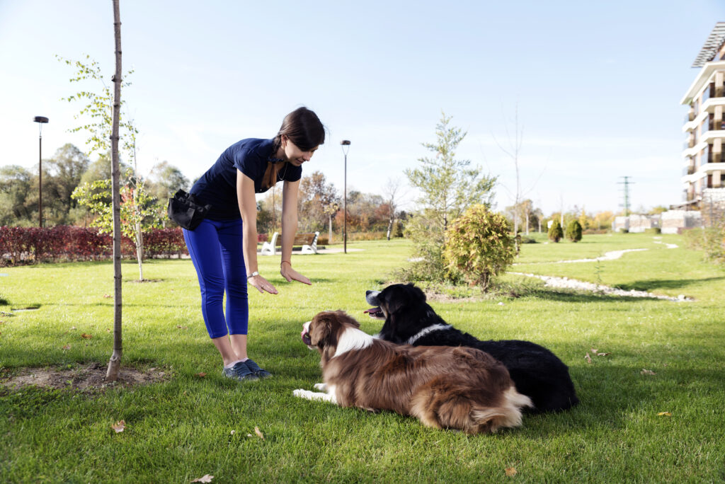 puppy training