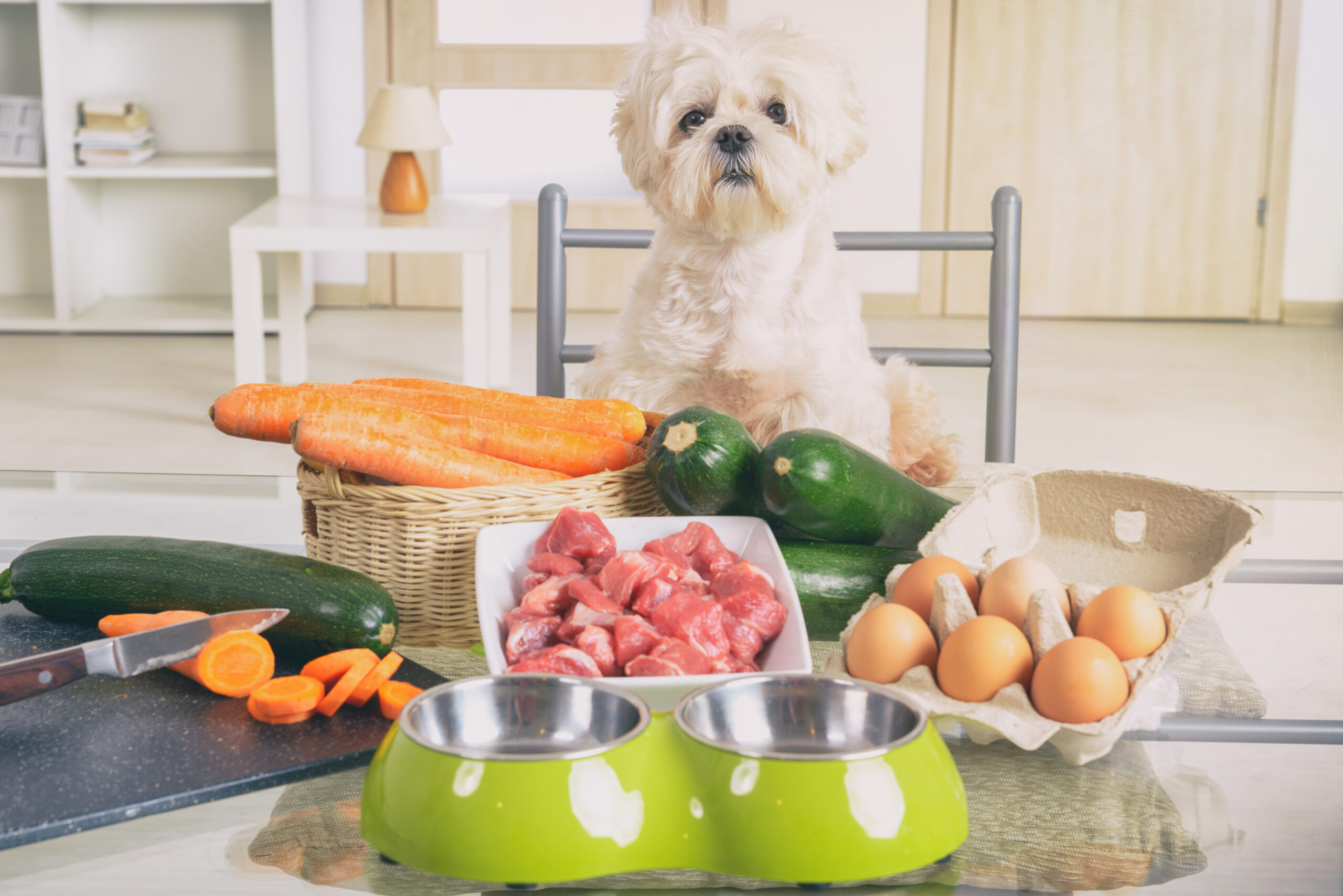 Pet Nutrition Tips: What Do I Feed My Dog