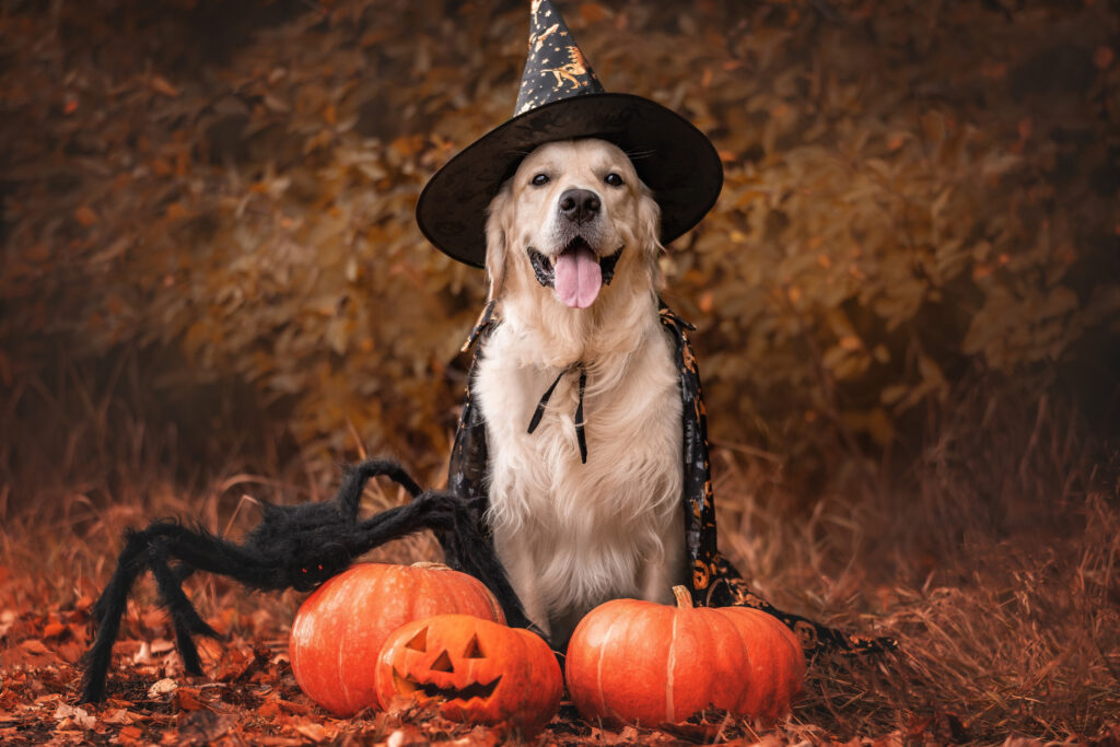 Safe Halloween  for yor Dog 