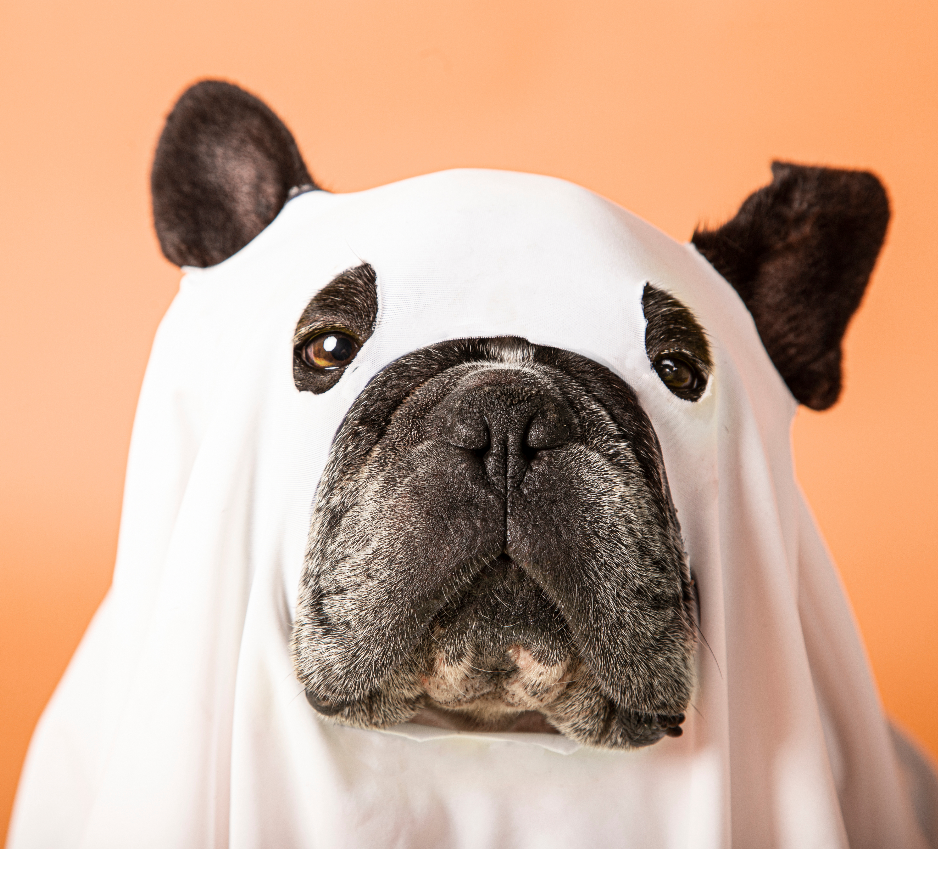 Dog Halloween Costumes