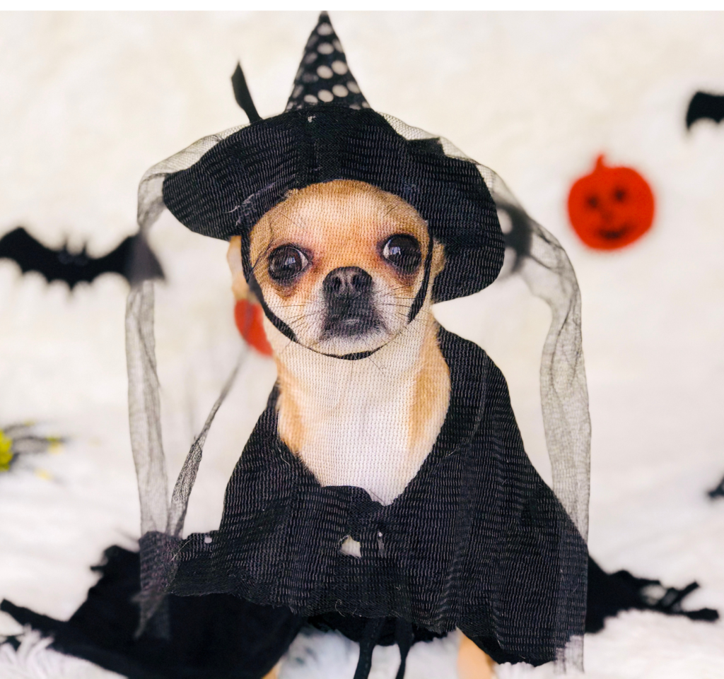 witch dog costume