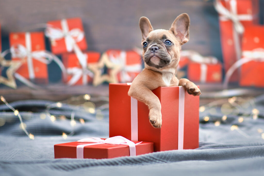 buying puppy for the holidays checklist