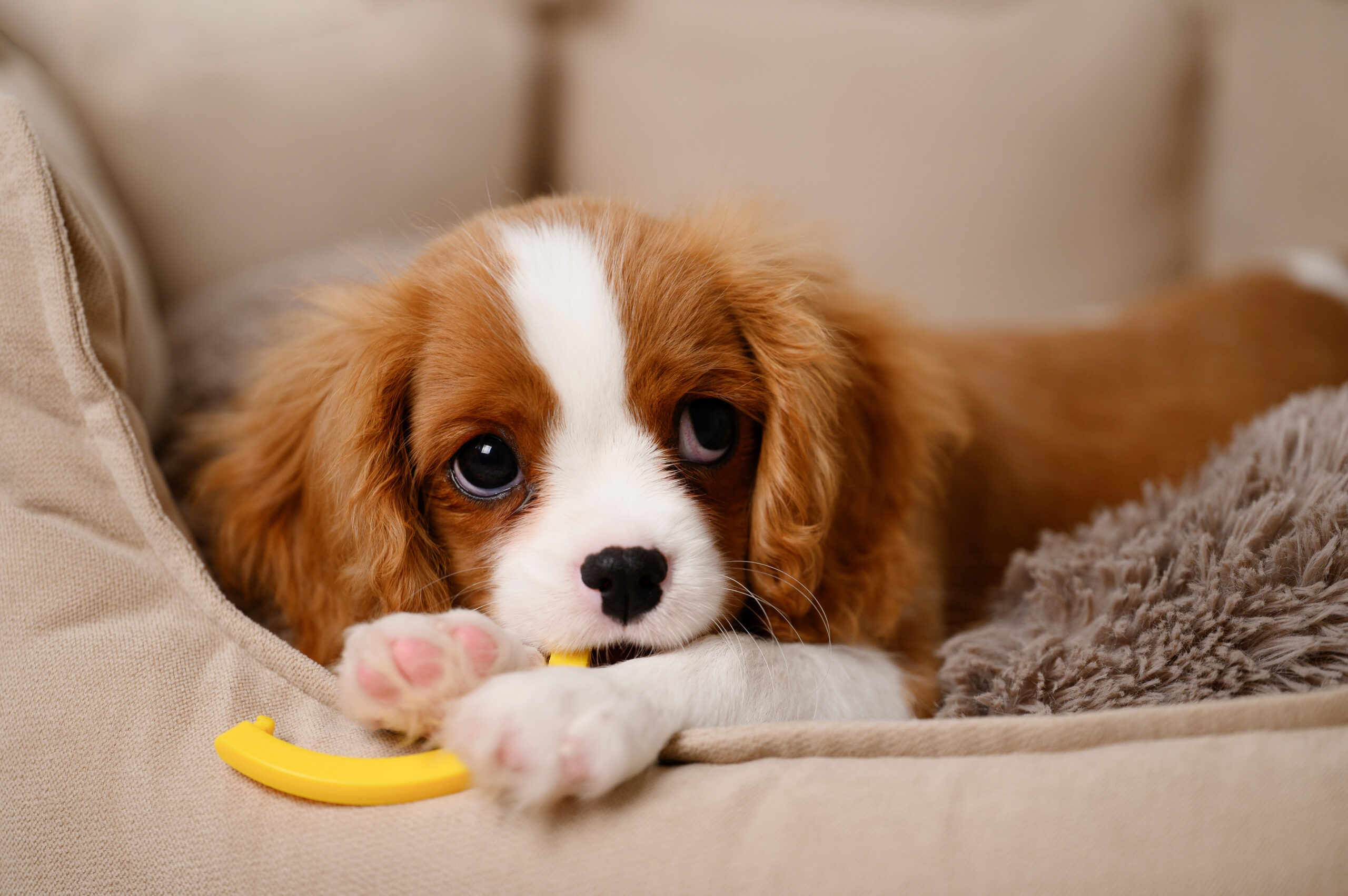 puppy checklist guide when buying a puppy