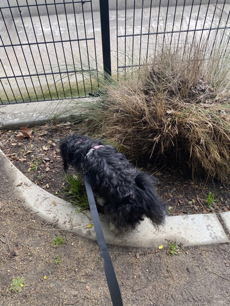 female dogs mark too